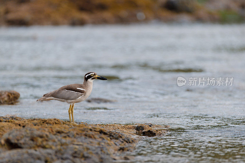 海鸟:成年海滩粗膝鹬(Esacus magnirostris)，又名海滩石鸻。